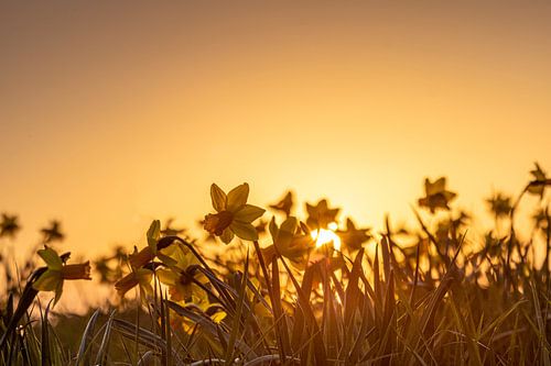 Jonquilles au coucher du soleil sur Jaap Spaans