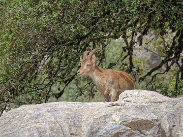 Wilde Ibex (steenbok) in Andalusië - Torcal de Antequera