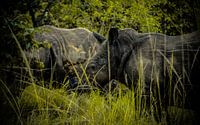 Rhinocéros blanc d'Afrique