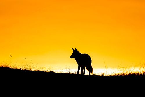 Silhouet van de wildernis