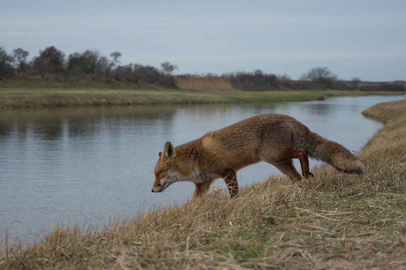 Vos naar de waterkant. by Yvonne van der Meij
