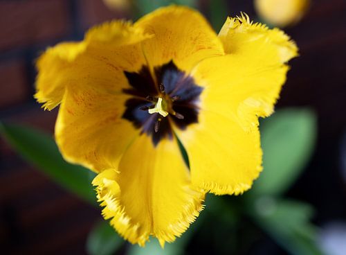 De eerste bloemen in de tuin in het Emsland