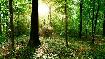 Grüner Wald im strahlenden Sonnenschein von Günter Albers