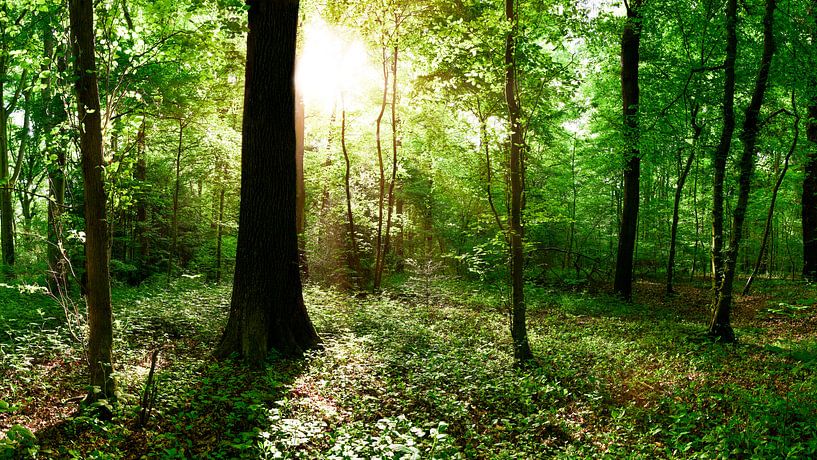 Grüner Wald im strahlenden Sonnenschein von Günter Albers