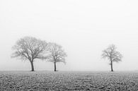 Bäume im Nebel von Danny den Breejen Miniaturansicht