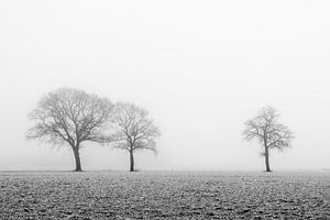 Bomen in de mist van Danny den Breejen