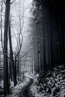 The mysterious forest