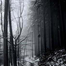 Der geheimnisvolle Wald von Bert Heuvels