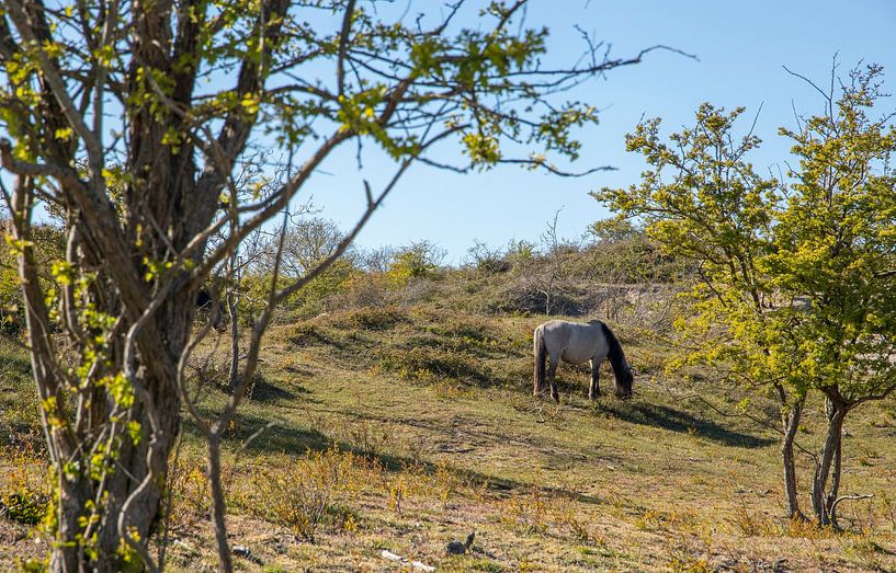 Wild paard in het bos. van Floyd Angenent