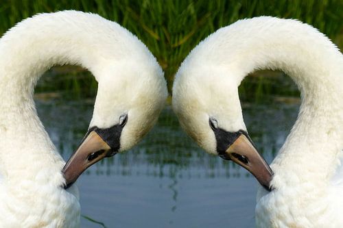 Witte zwanen in Friesland