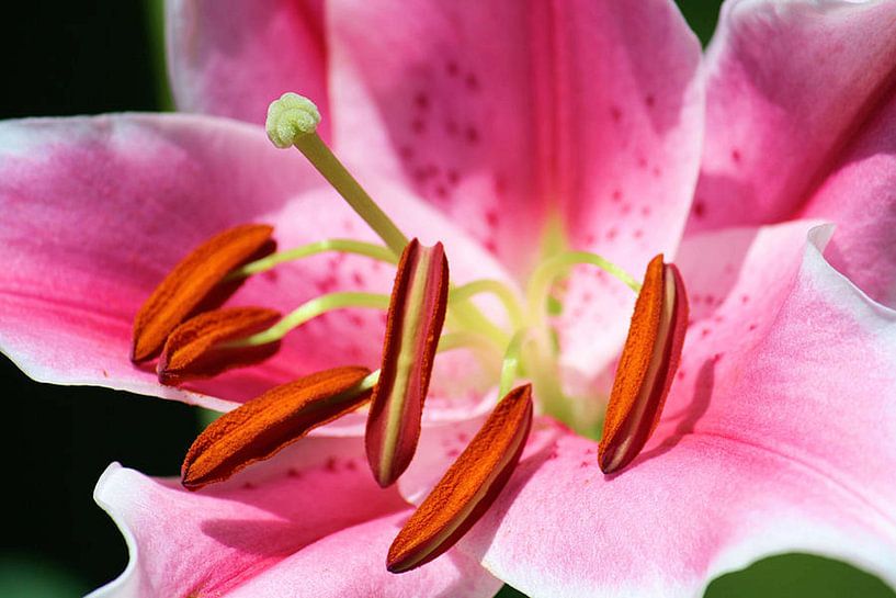 Lelie van erikaktus gurun