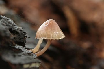 Mushroom bloodstalk mycena by Gina Vinckers