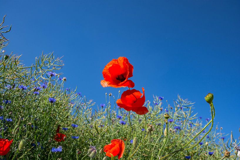 roter Klatschmohn im Gerstenfeld von GH Foto & Artdesign