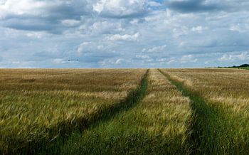 Spuren im Getreide