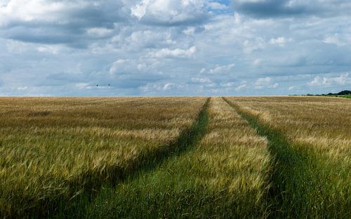 Sporen in het graan