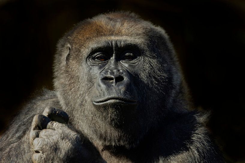 Porträt eines Gorillas von Gert Hilbink