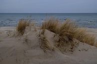 Dunes in March by Ostsee Bilder thumbnail