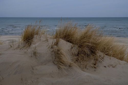 Duinen in maart