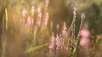 Soirées d'été