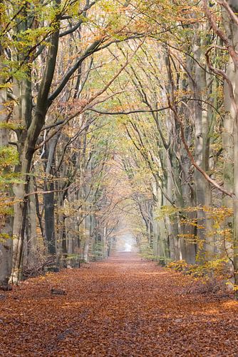 Beukenlaan in de herfst omgeving van Knegsel Noord Brabant walpaper