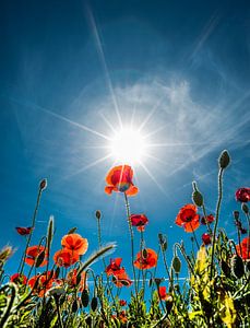Poppies