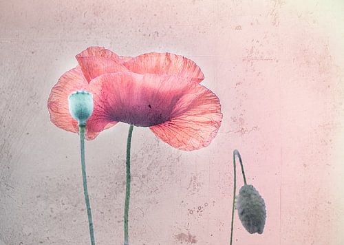 Coquelicot avec texture