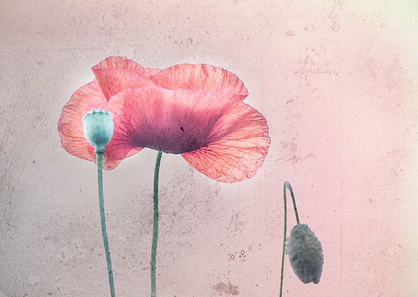 Klaproos met textuur van natascha verbij