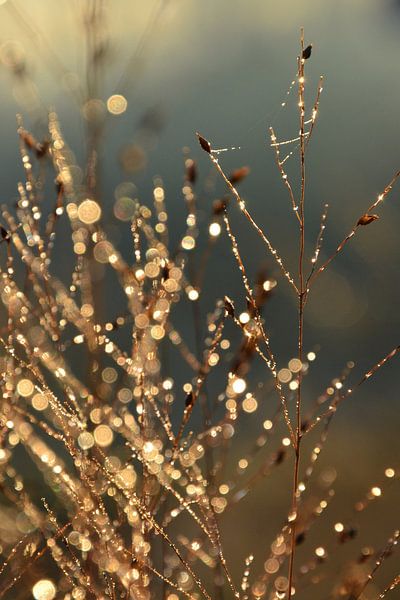 Gouden ochtendgloed - deel 1 par Miranda de Lange