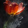 Tulipe orange sous l'eau sur Patricia van Kuik