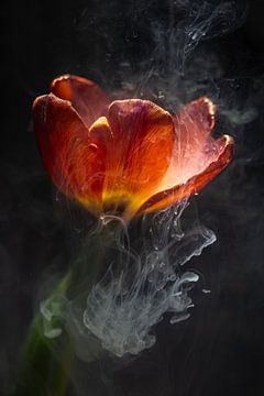 Orangefarbene Tulpe unter Wasser von Patricia van Kuik