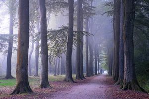 Stately trees in the mist