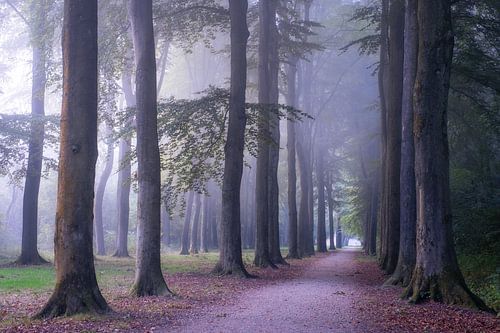 Statige bomen in de mist van Moetwil en van Dijk - Fotografie
