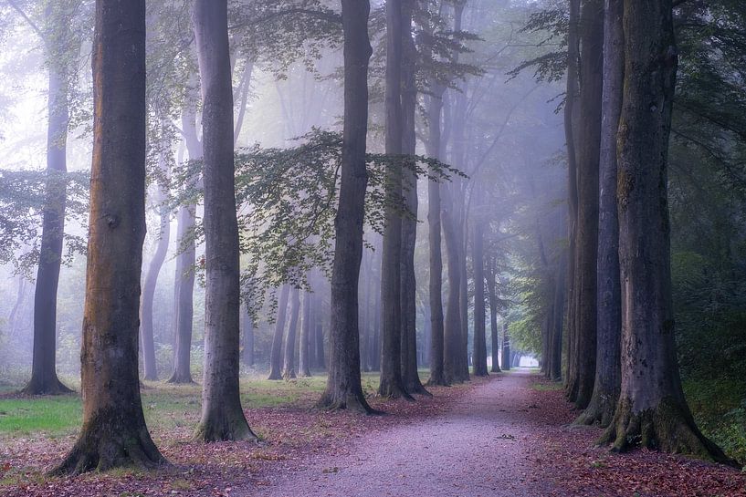 Statige bomen in de mist van Moetwil en van Dijk - Fotografie