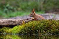 Hongerig naar water