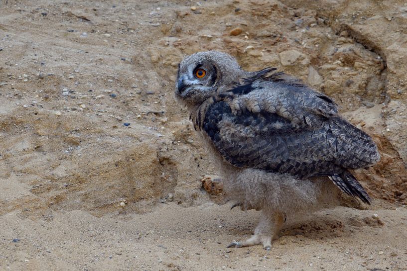 Uhu ( Bubo bubo ) auf Wanderschaft, junge Eule, Ästling erkundet zu Fuß die nähere Umgebung seines B von wunderbare Erde