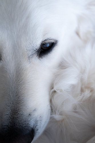 Close-up dog portrait