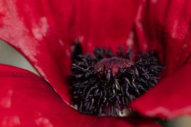 Red poppy by Ulrike Leone