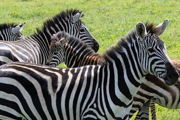Zebras jung und alt