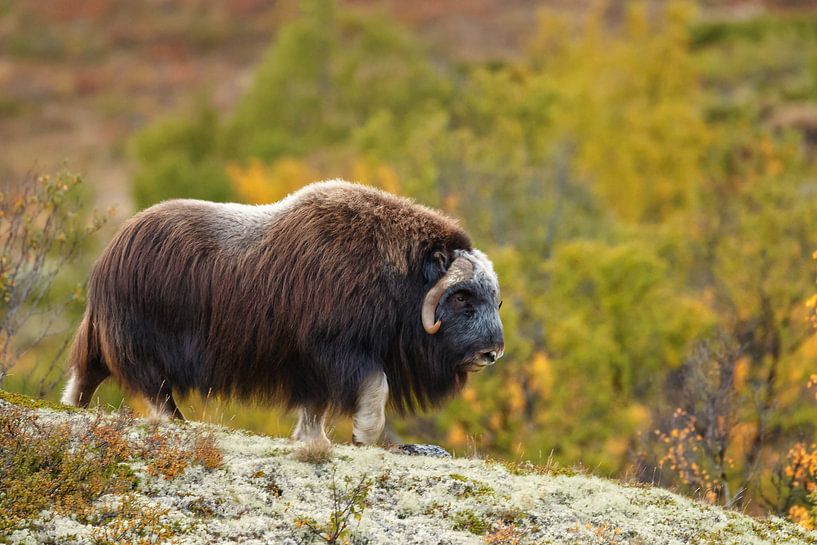 Le bœuf musqué en Norvège par Menno Schaefer