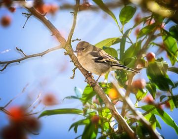 Chaffinch female in apple tree by ManfredFotos