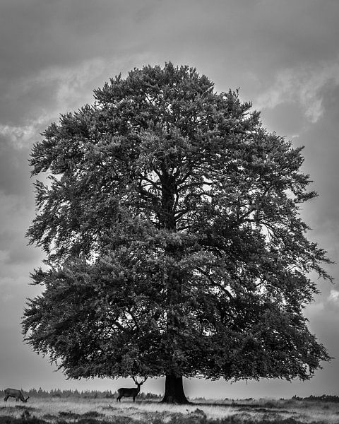 Changement de saison par Rene de Nooijer