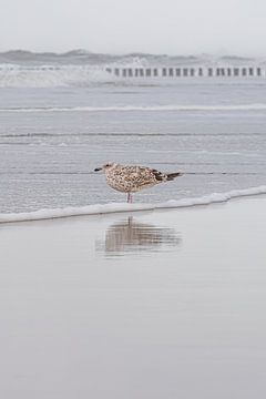 Een meeuw geniet van de serene rust op het strand van Cadzand van Marjolijn van den Berg