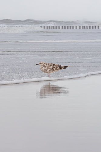 Een meeuw geniet van de serene rust op het strand van Cadzand