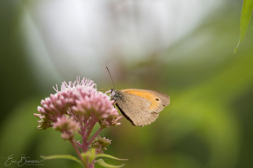 vlinder op bloem par eric brouwer