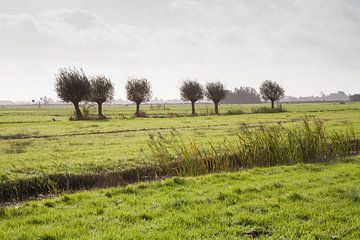 Knotwilgen op weiland nabij Gouda in Nederland