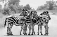 Schwarz-weiße Zebras von Marijke Arends-Meiring Miniaturansicht