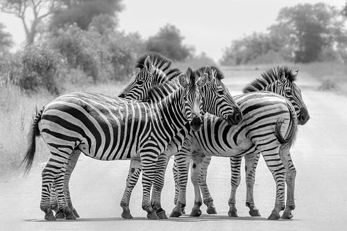 Black and white zebras