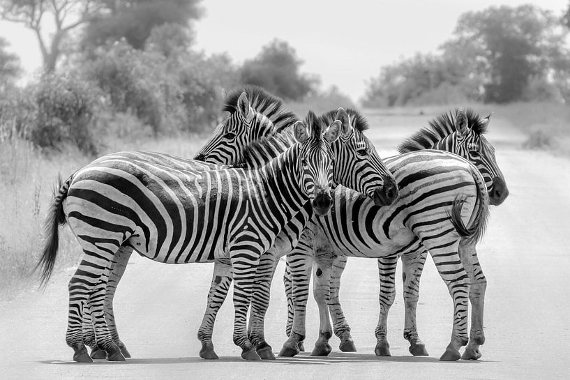 Schwarz-weiße Zebras von Marijke Arends-Meiring