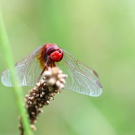 Firefly by Matthias Brix