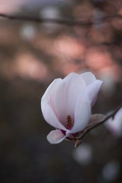 Magnolia bloesem met fijne bokeh van Mayra Fotografie